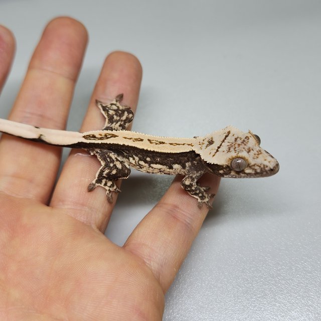 노멀 쿼드 풀핀 솔리드백