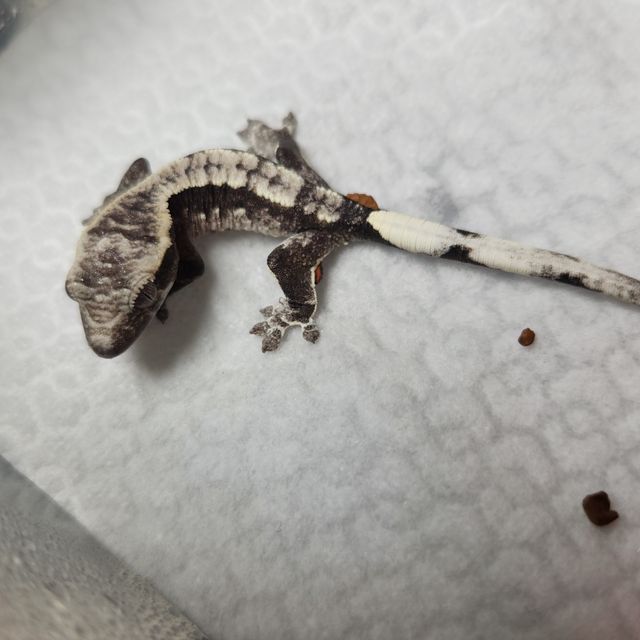아잔틱