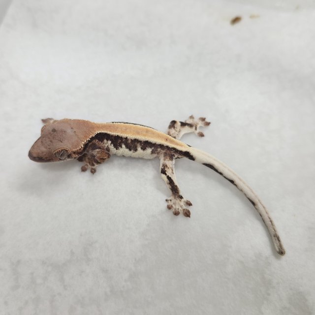 릴리100%헷아잔틱 세이블 릴리 세이블 100%헷아잔틱