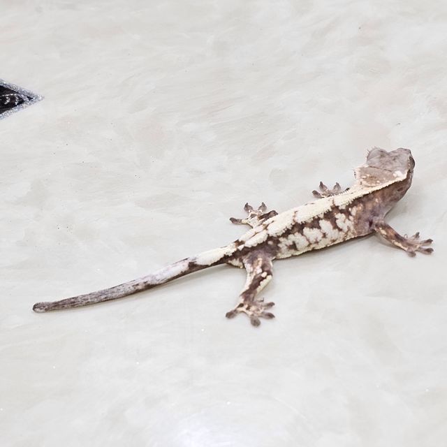세이블