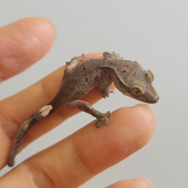 챠콜 슈퍼달마시안