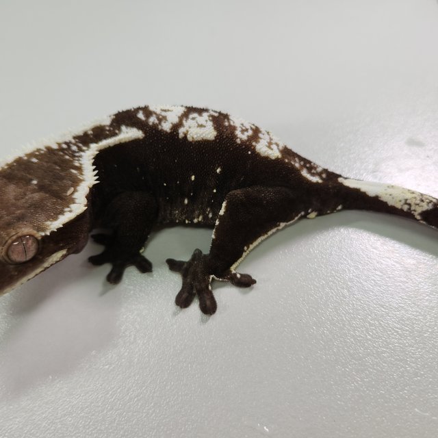 아잔틱 화이트핀 화이트스팟 다크 블랙