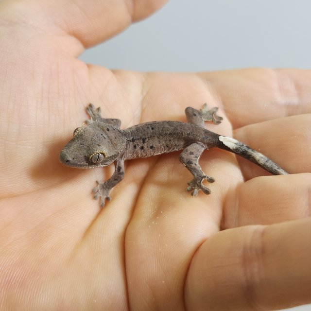 챠콜 슈퍼달마시안