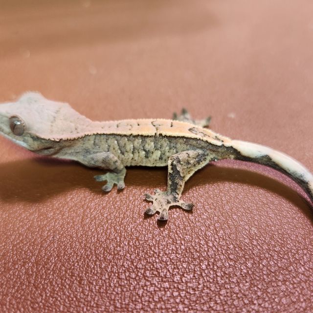 세이블 트라이