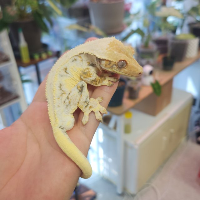 100%헷초초 릴리화이트