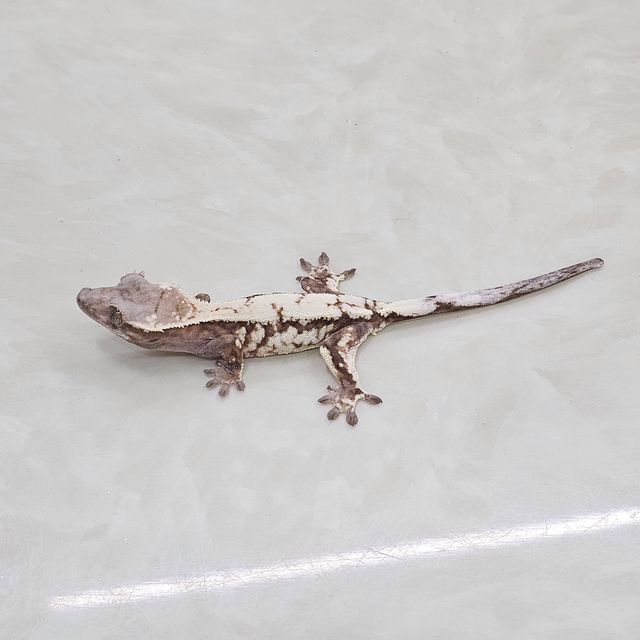 세이블