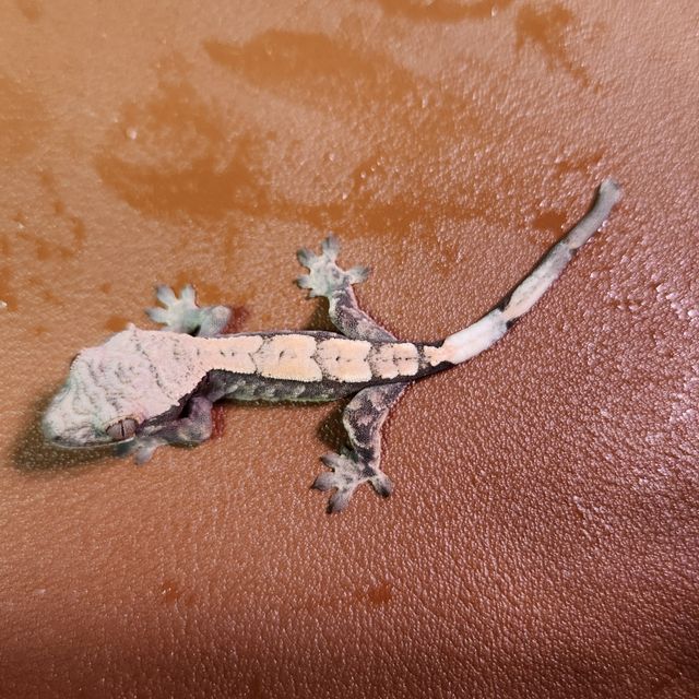 세이블