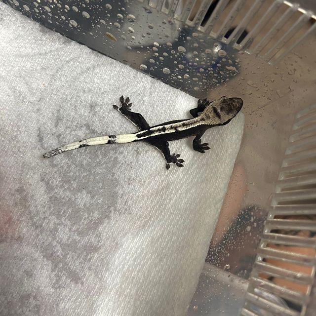아잔틱