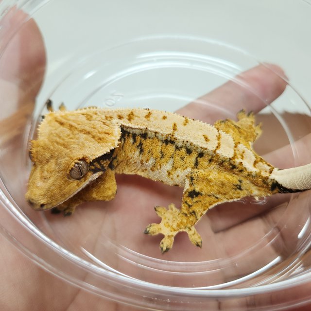 노멀 트라이 드리피 화이트스팟