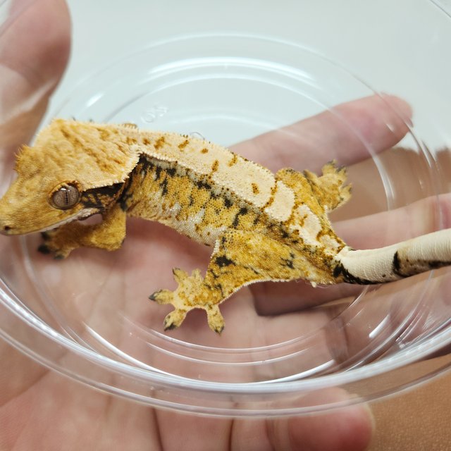 트라이 드리피 텐저린 화이트스팟