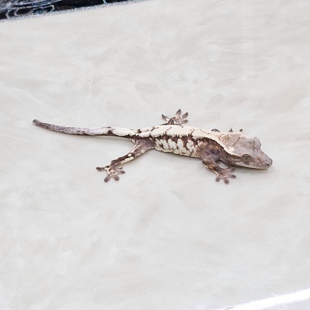 세이블