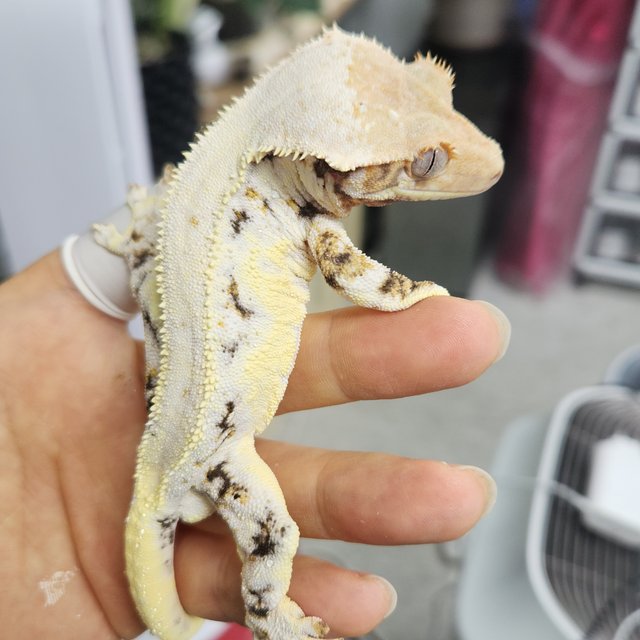 100%헷초초 릴리화이트