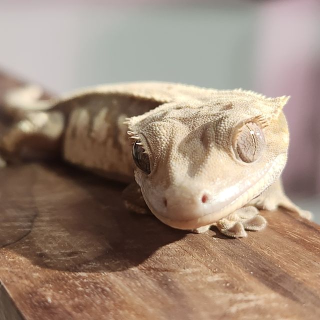 세이블