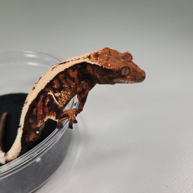 세이블 트라이 다크 화이트스팟 텐저린