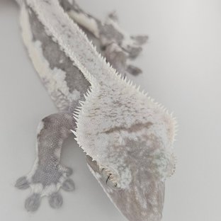 블랙