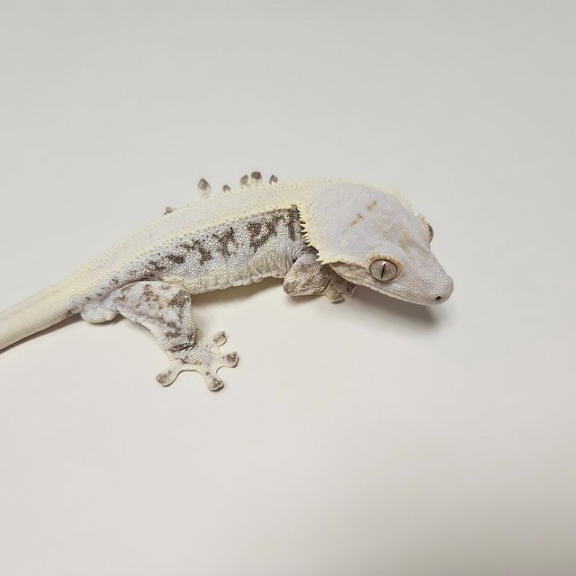 릴리화이트 솔리드백