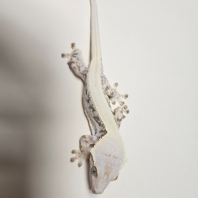 릴리화이트 솔리드백