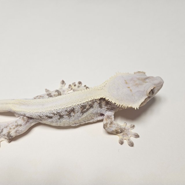 릴리화이트 솔리드백