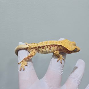 트라이