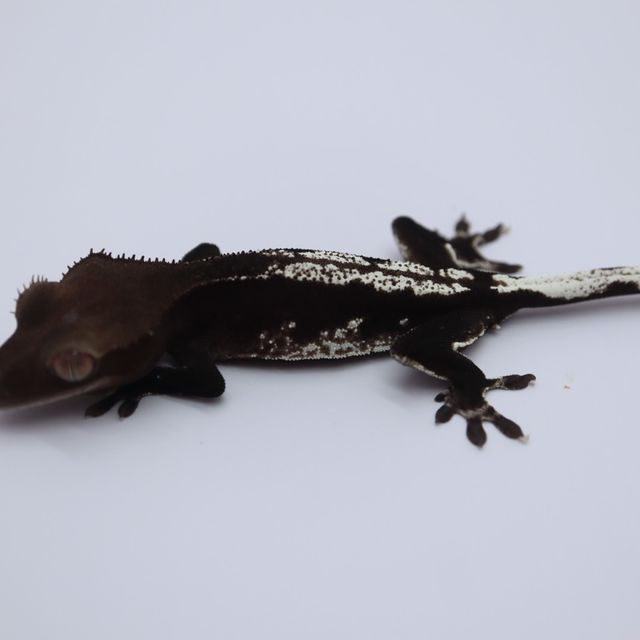 아잔틱