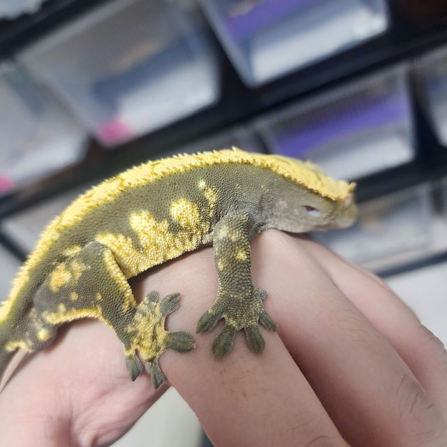 익스트림할리퀸 블랙