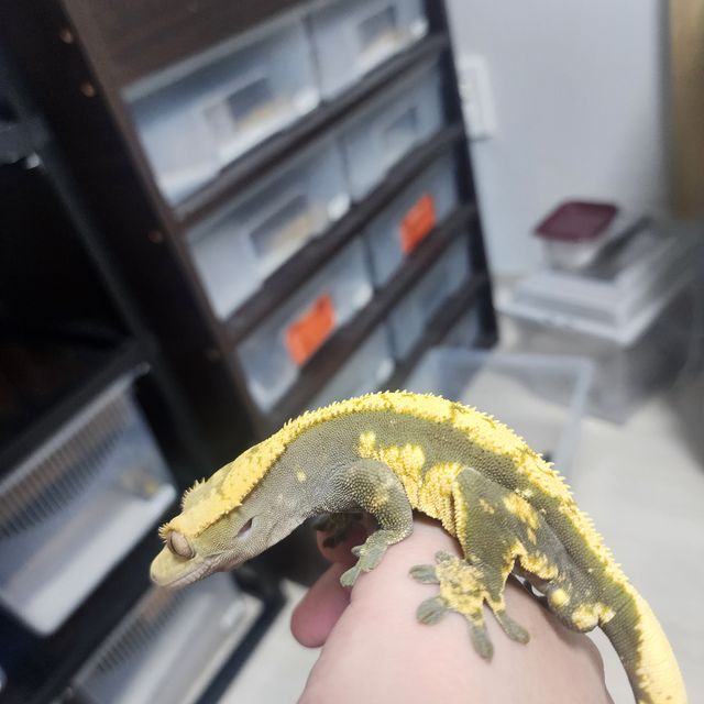 익스트림할리퀸 블랙