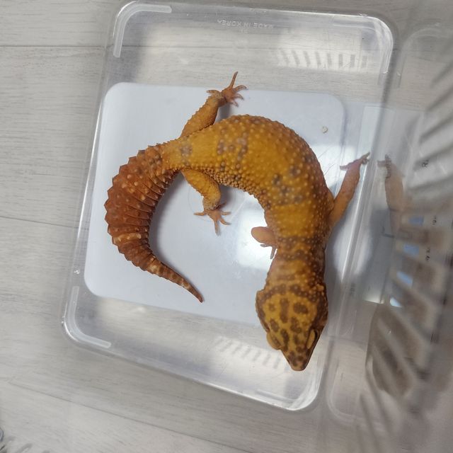 알비노 텐저린