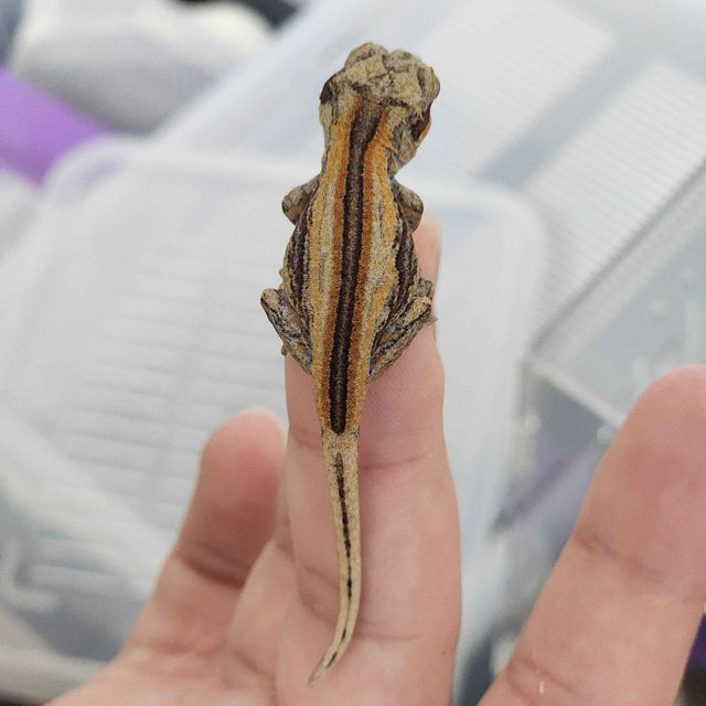 오렌지