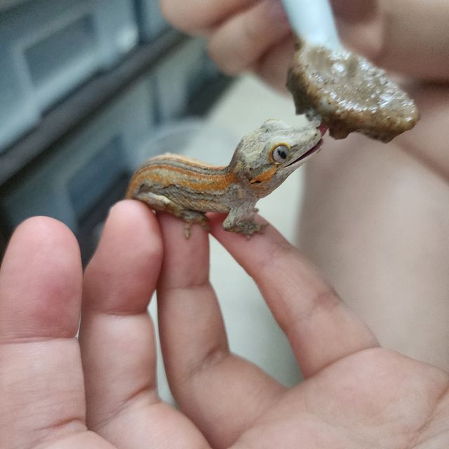 오렌지