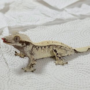 노멀 화이트스팟 트라이