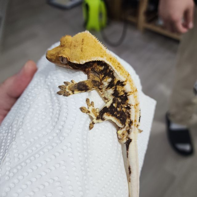 릴리화이트