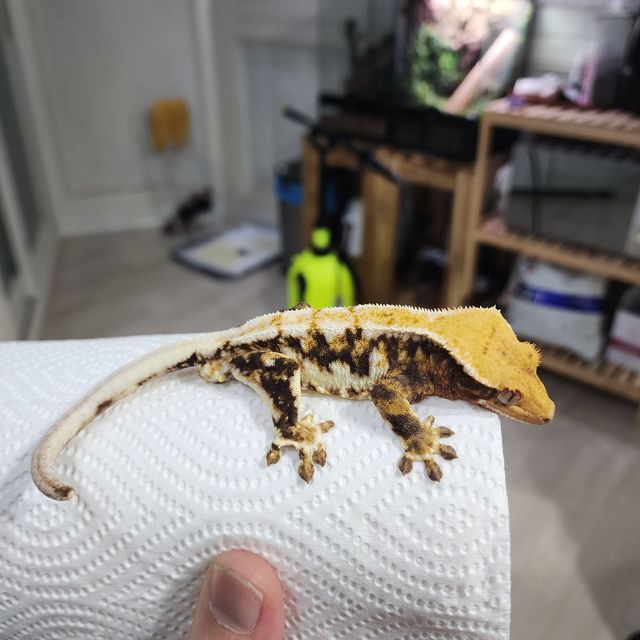 릴리화이트