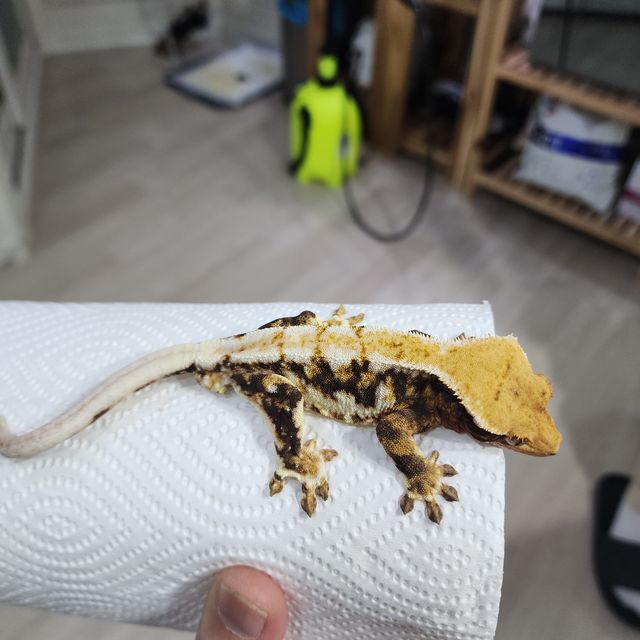 릴리화이트