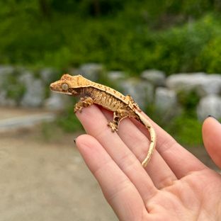 라이카x디나1차