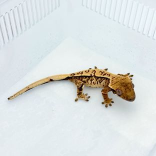 트라이 익스트림할리퀸