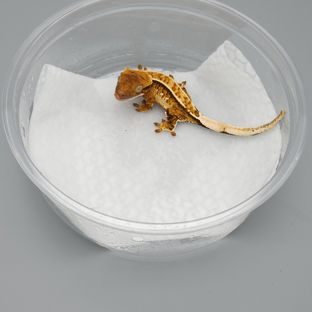 하이엔드