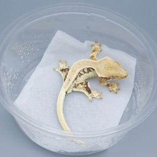 라이카x베베3차