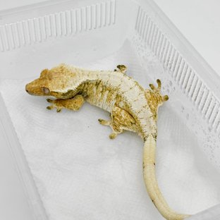 트라이 익스트림할리퀸