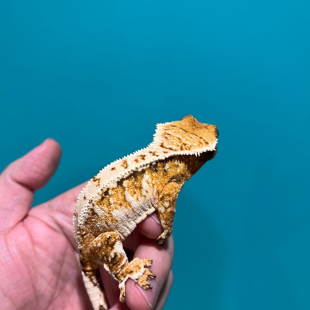 트라이 익스트림할리퀸