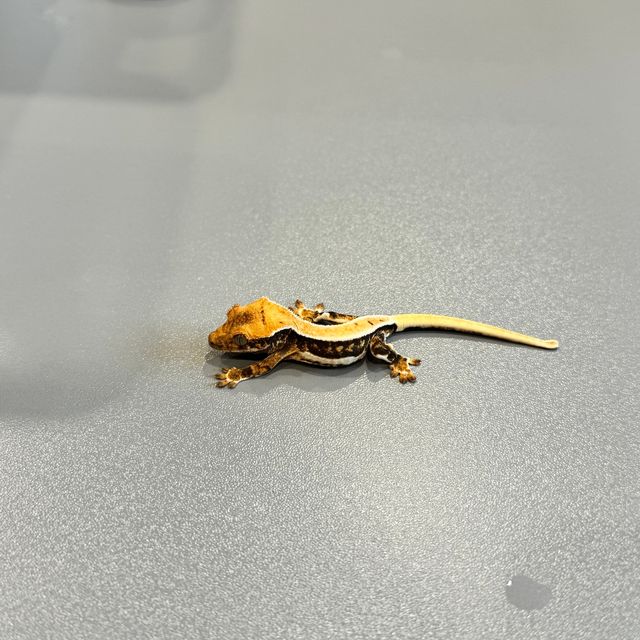 릴리화이트 트라이