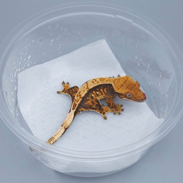 익스트림할리퀸 트라이