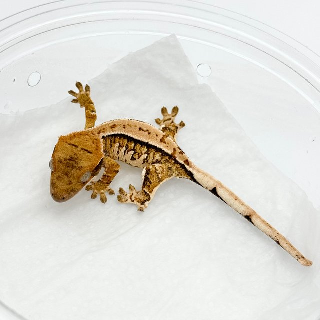 노멀 트라이 익스트림할리퀸