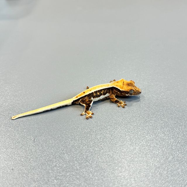 릴리화이트 트라이