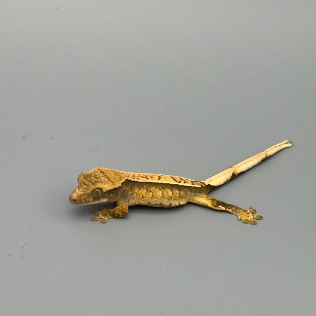 트라이