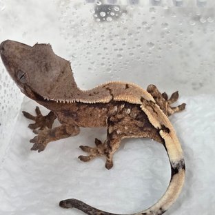 세이블