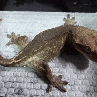 세이블 아잔틱 팬텀