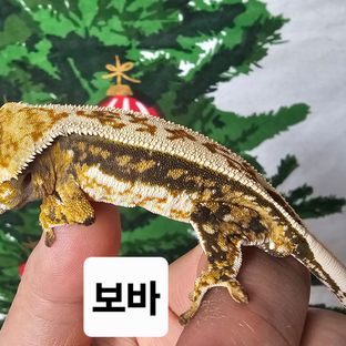 트라이 쿼드 화이트핀 젠젝스