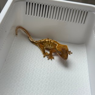 트라이 몬코사 바브