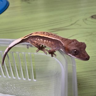 세이블