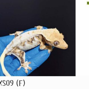 나비스 릴리화이트